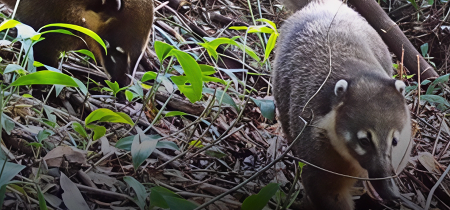 Imagen de portada para Cámaras Trampa: Miradas Secretas a la Vida Silvestre
