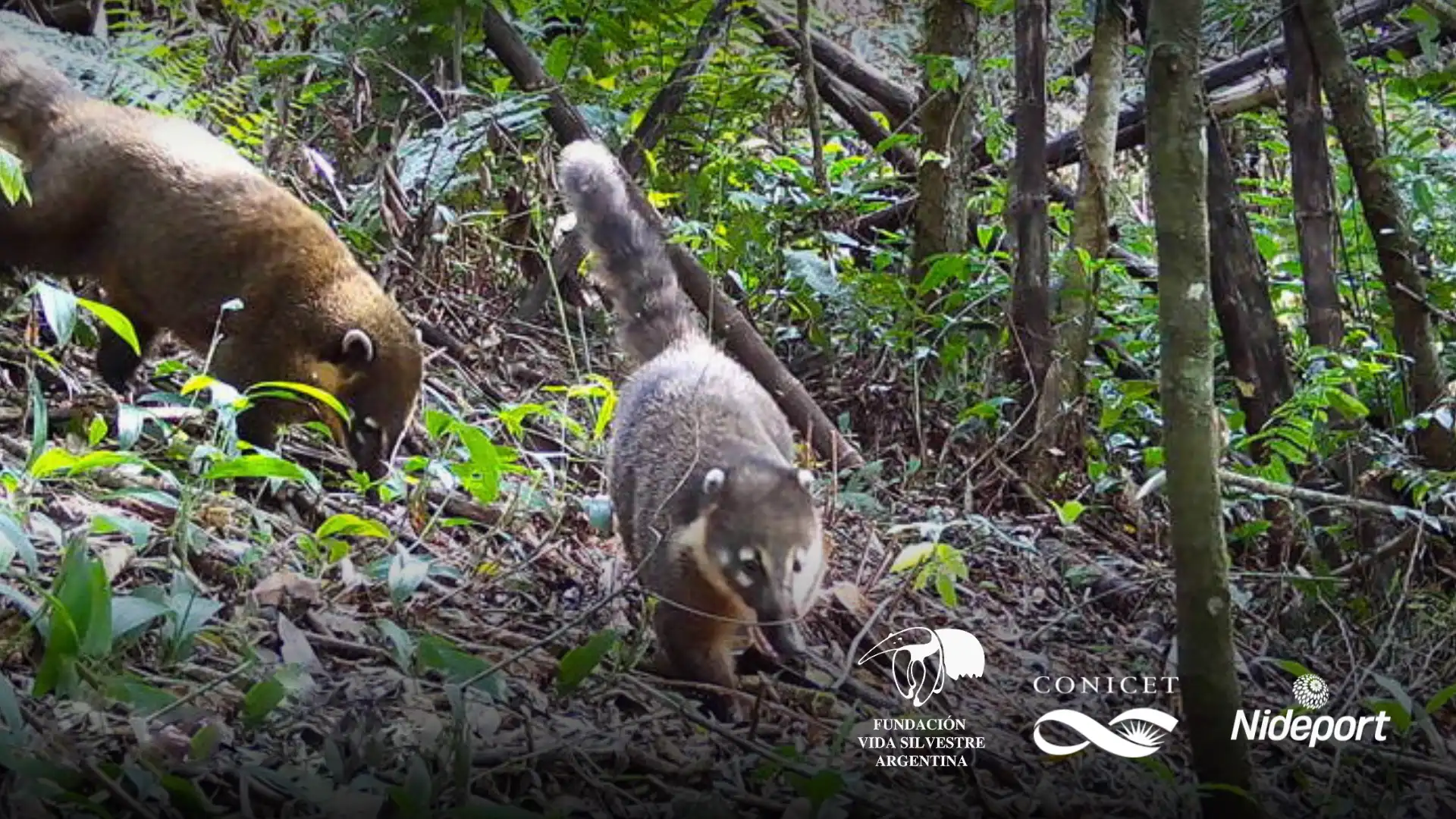 Imagen de portada para Camera Traps: Secret Glimpses into Wildlife