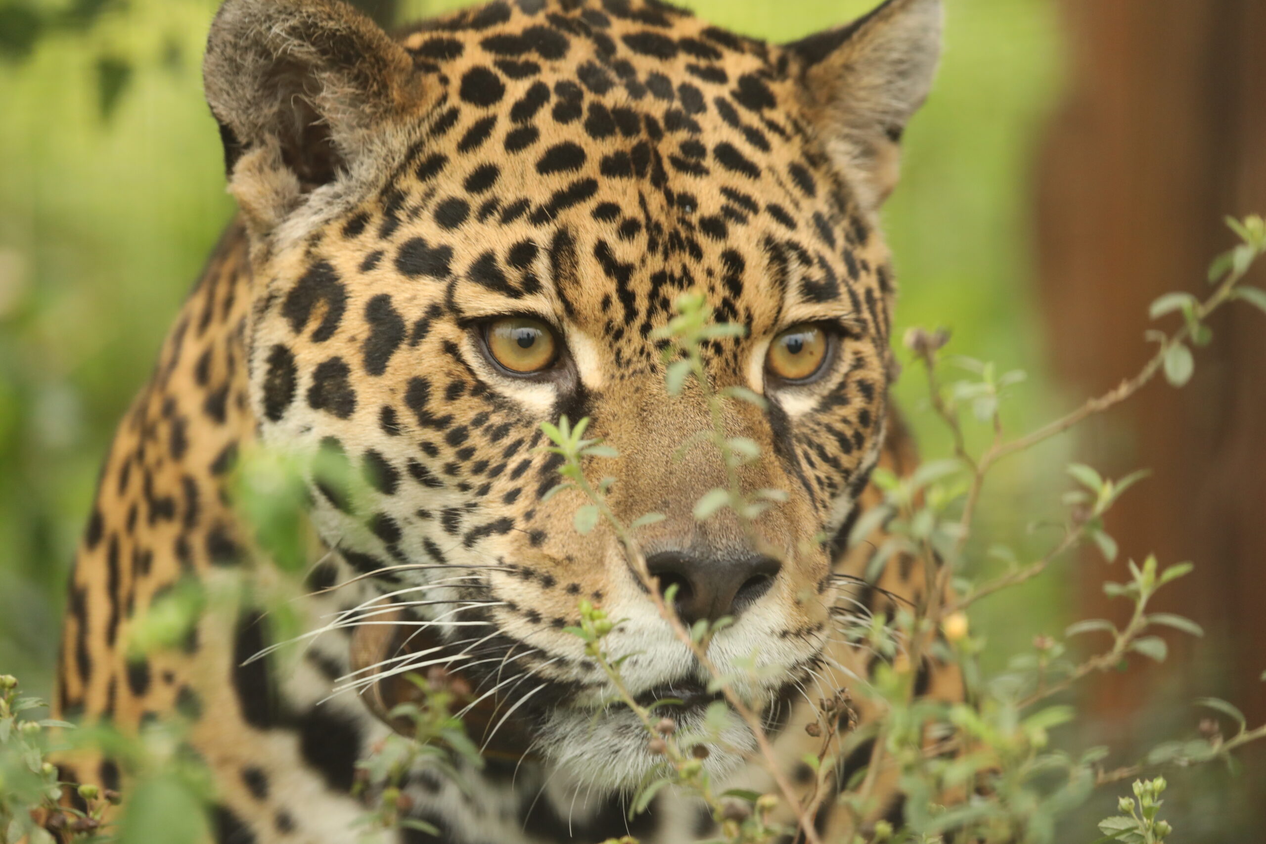 Imagen de portada para Protegiendo al Yaguareté y su Hogar