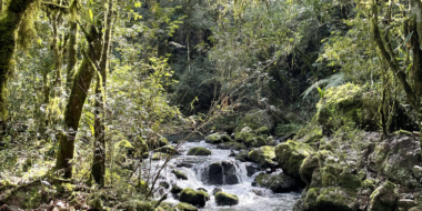 Imagen de portada para Regeneration of natural and cultural ecosystems