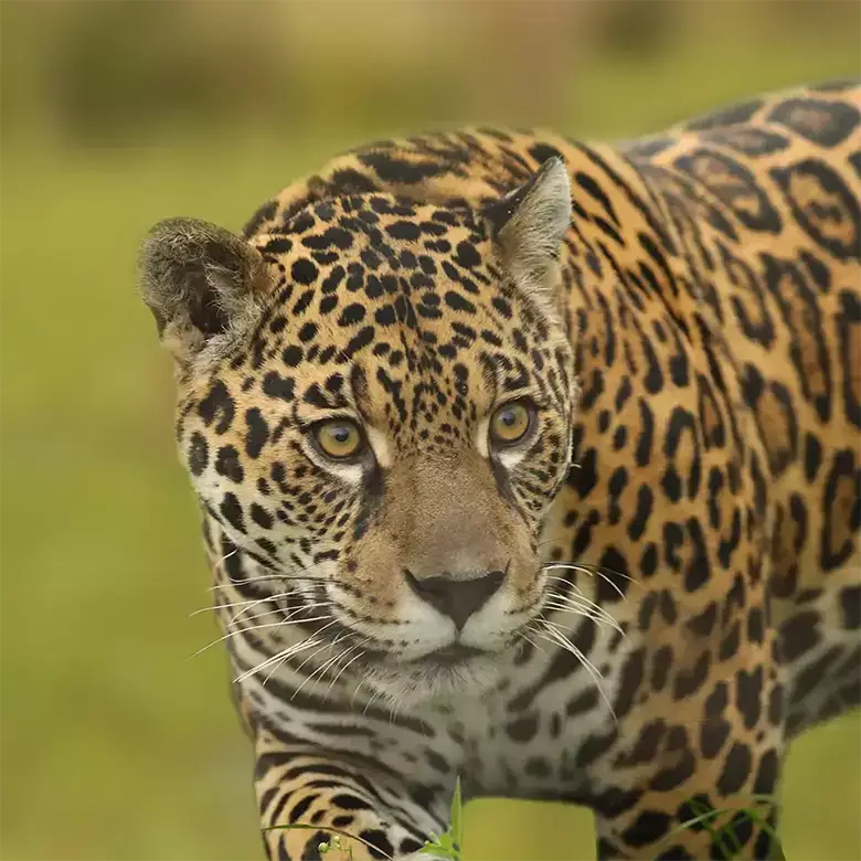 Biodiversity