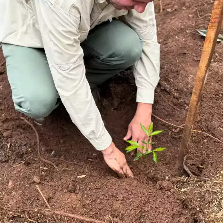 Ecosystem Restoration